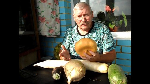 Репа сорт ПЕТРОВСКАЯ