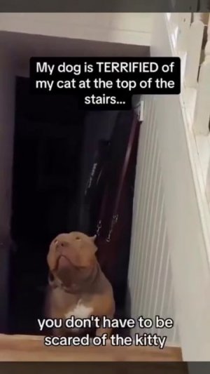 Ох уж эти кошки!