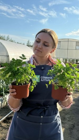 ЗАБИРАЕМ ПЕТРУШКУ НА ЗИМУ ДОМОЙ