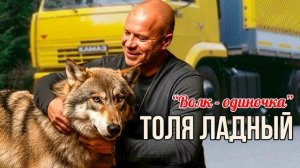 🔥Толя Ладный — "Волк одиночка" (песня о дороге и одиночестве) #ТоляЛадный #Волкодиночка  #шансон
