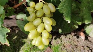 МУСКАТНАЯ НОВИНКА ОТ КАЛУГИНА!!!🍇🍇🍇 Telegram, WhatsApp и Vlber +79528500417. ТЕЛ.+79054033245.