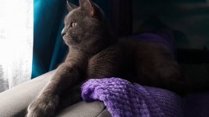 Без кота и жизнь не та