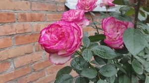 Каких роз мне не хватило?🤣🤣🤣 Море бутонов под дождь😩😩😩