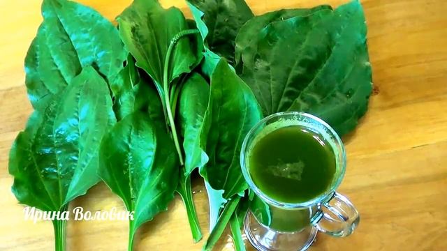 Подорожник. Желудочный сок и кислотность. Мой опыт лечения смотреть онлайн