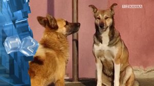 Жестокое обращение с животными — преступление, наказание за которое прописано в 245-й статье УК РФ