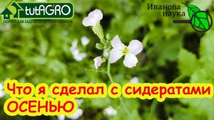 Моя Грядка ЗАГОВОРИЛА! Что я сделал с сидератами осенью. Сидераты - Секретный Ингредиент Осени.