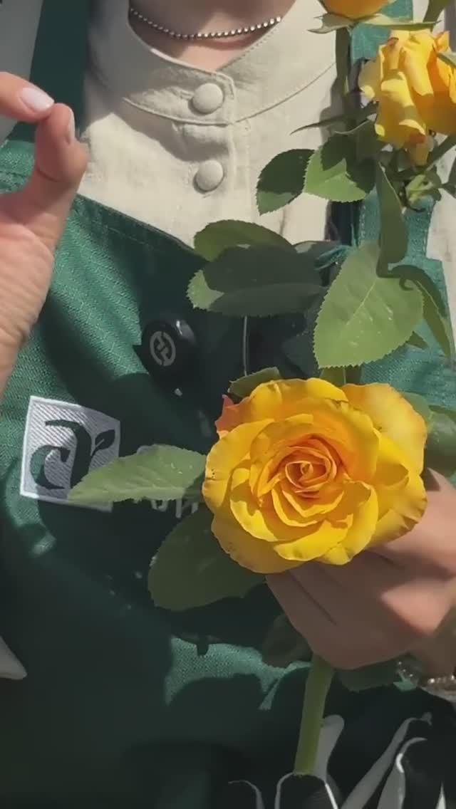 ТАЙКУН-РОЗА БЕЗ ШИПОВ смотреть онлайн