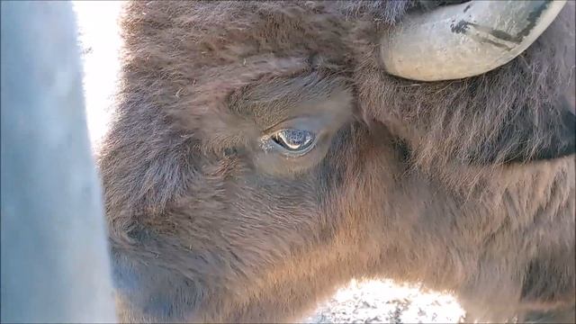Одному бизону всегда нравится общаться с посетителями 01.10.2025 смотреть онлайн