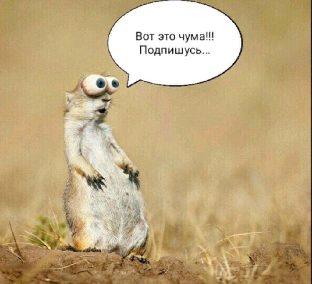 распаковка зверя зверятыш смотреть онлайн