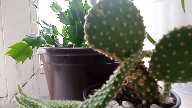 02-10-2025 бутоны набрали декабристы смотреть онлайн