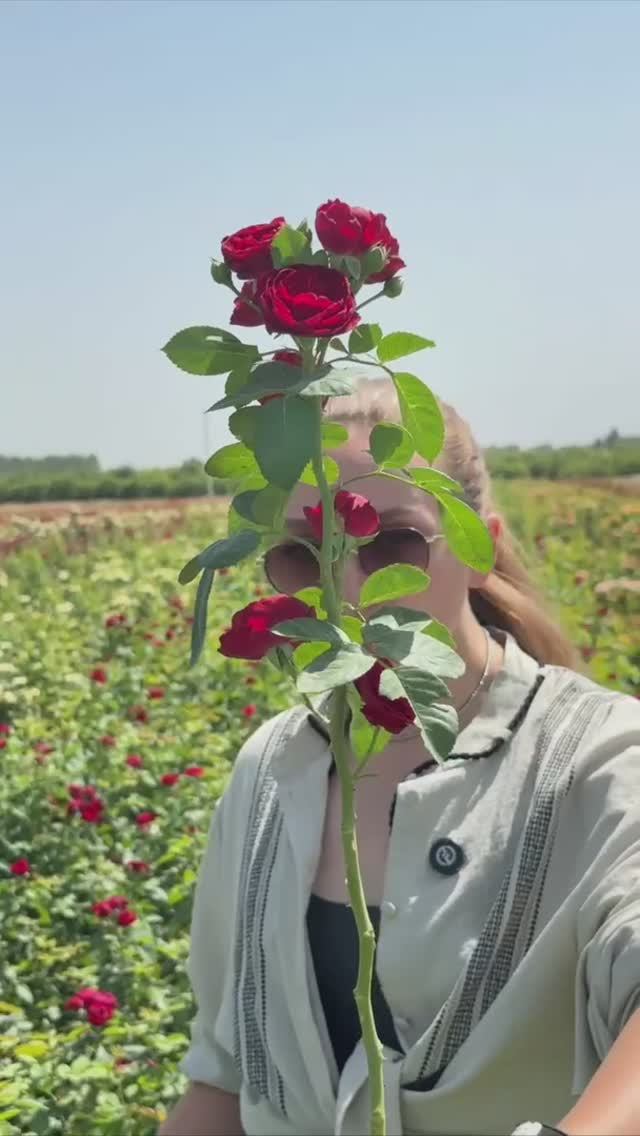 РОЗА ЭРОТИК РОКОКО смотреть онлайн