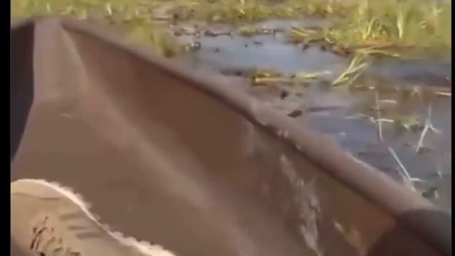 Удивительная реакция! Вот это да! Африканский слон и русский медведь. Что общего? смотреть онлайн