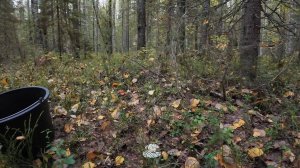 В поисках грибов/ Грибы 2025