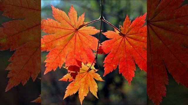 ОКТЯБРЬ .
КАКАЯ ОСЕНЬ 🍂 ПОСМОТРИ..