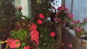 1 ОКТЯБРЯ 2025 Г. ГРОЗА. ОБЕЩАЮТ МОРОЗЫ. НАДО УБИРАТЬ С БАЛКОНА РАСТЕНИЯ.