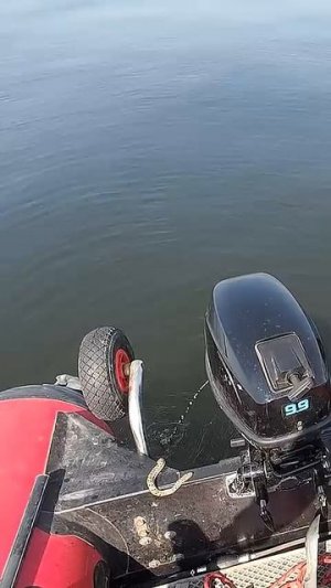 Змея и Рыбак 🎣😂