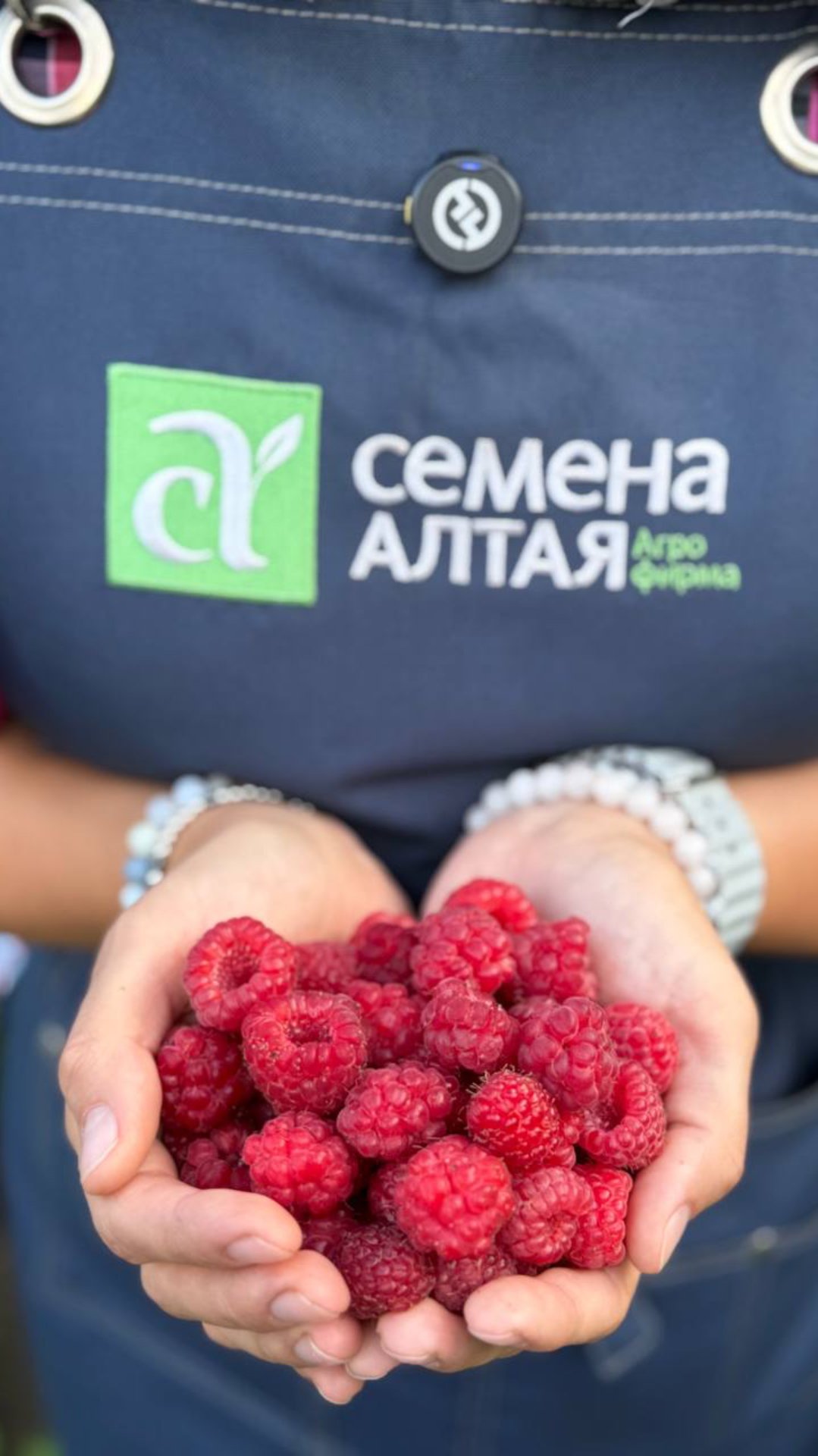 ОБРЕЗКА МАЛИНЫ ОСЕНЬЮ смотреть онлайн