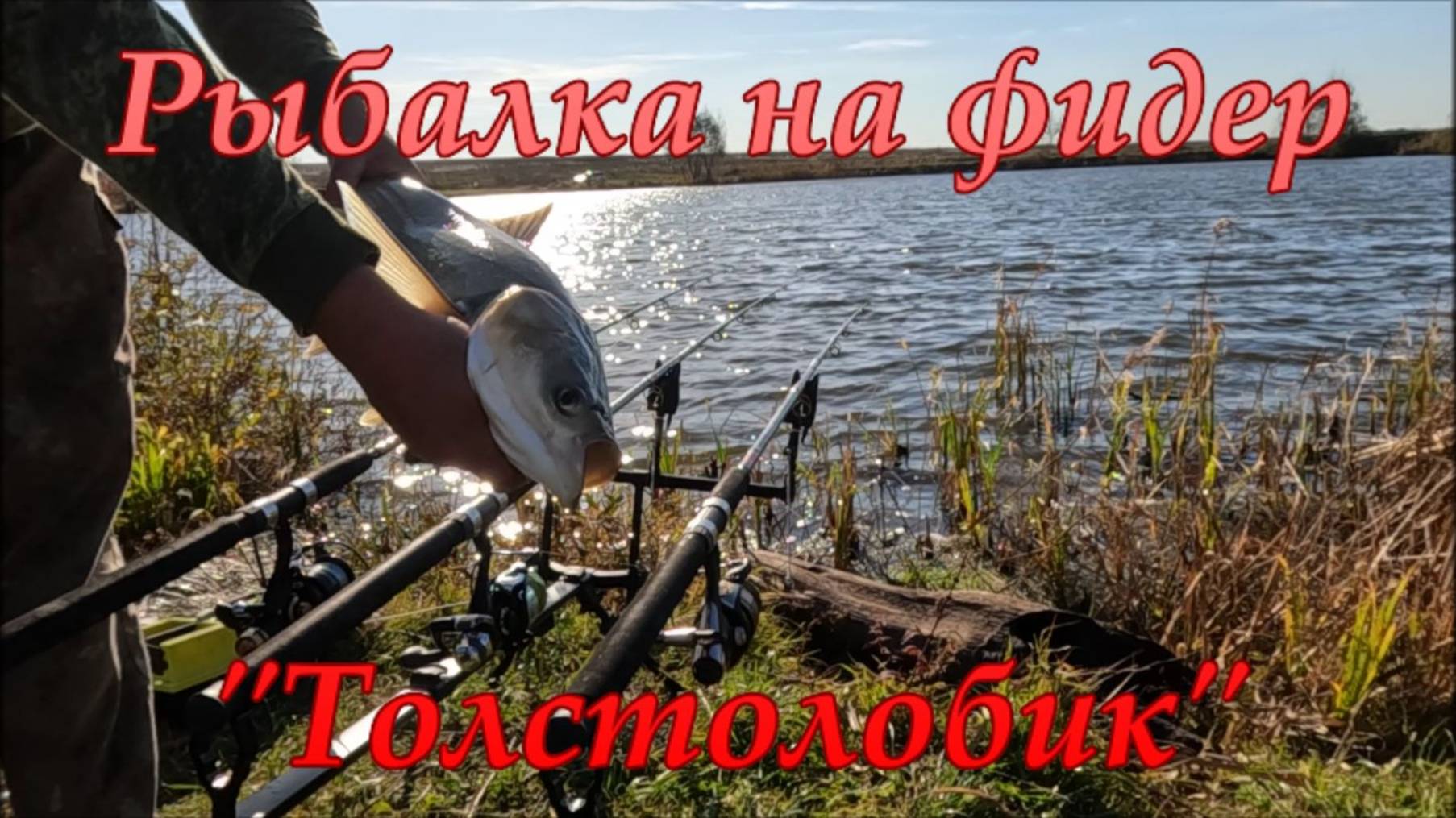 Рыбалка на фидер. Толстолобик. смотреть онлайн