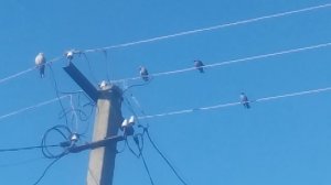 VID_20251002_073630.mp4