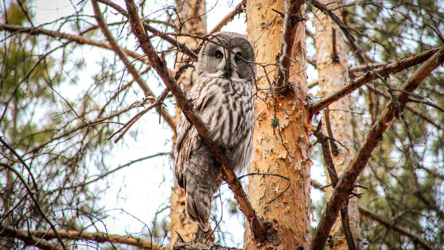 Бородатая неясыть. Сова на Урале | Ураловед смотреть онлайн