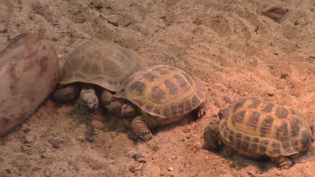 Злая среднеазиатская черепаха / Ретровидео смотреть онлайн