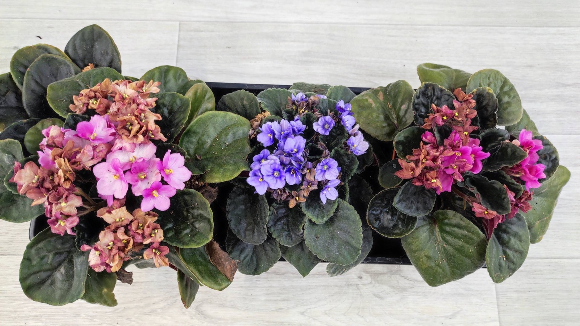 ТОЛЬКО ТАКОЙ ГРУНТ НУЖЕН ФИАЛКЕ, Даже чахлый цветок вмиг оживет и зацветет смотреть онлайн