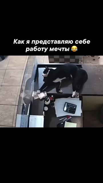 Работа мечты смотреть онлайн