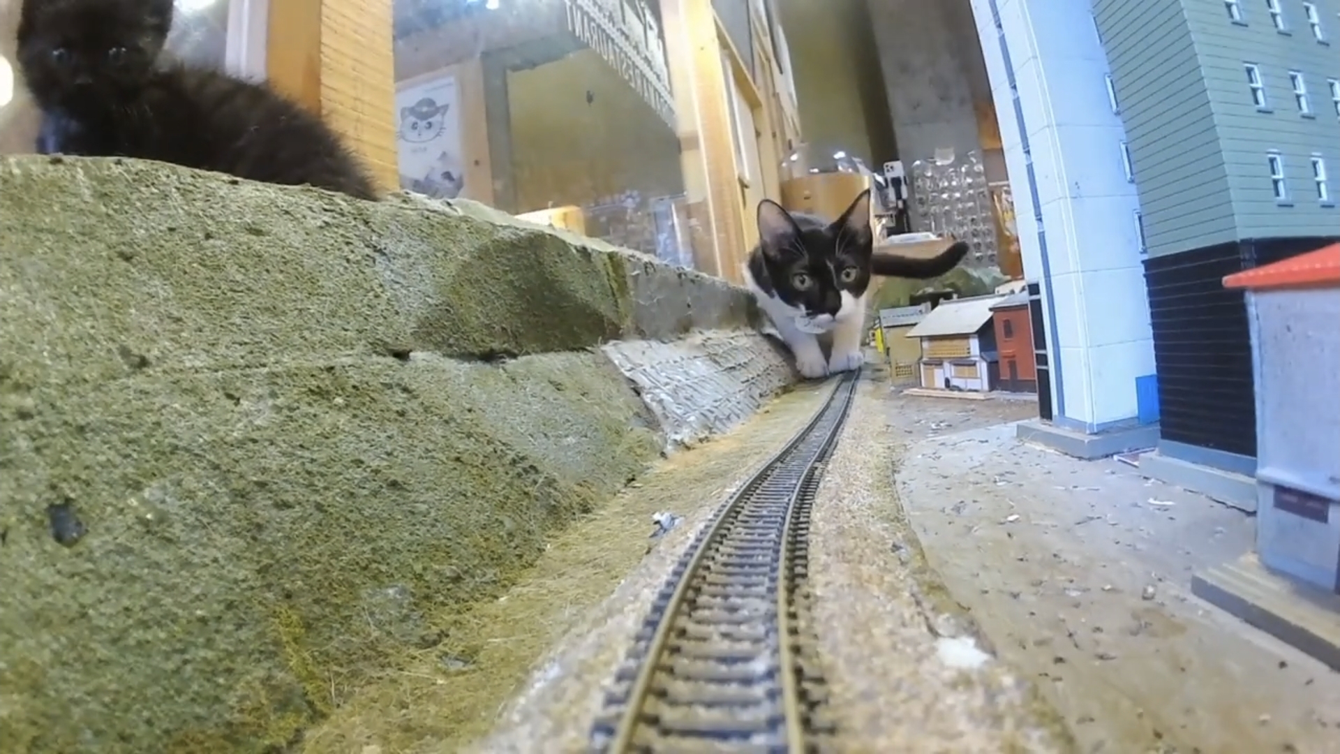 Железная дорога с кошками смотреть онлайн