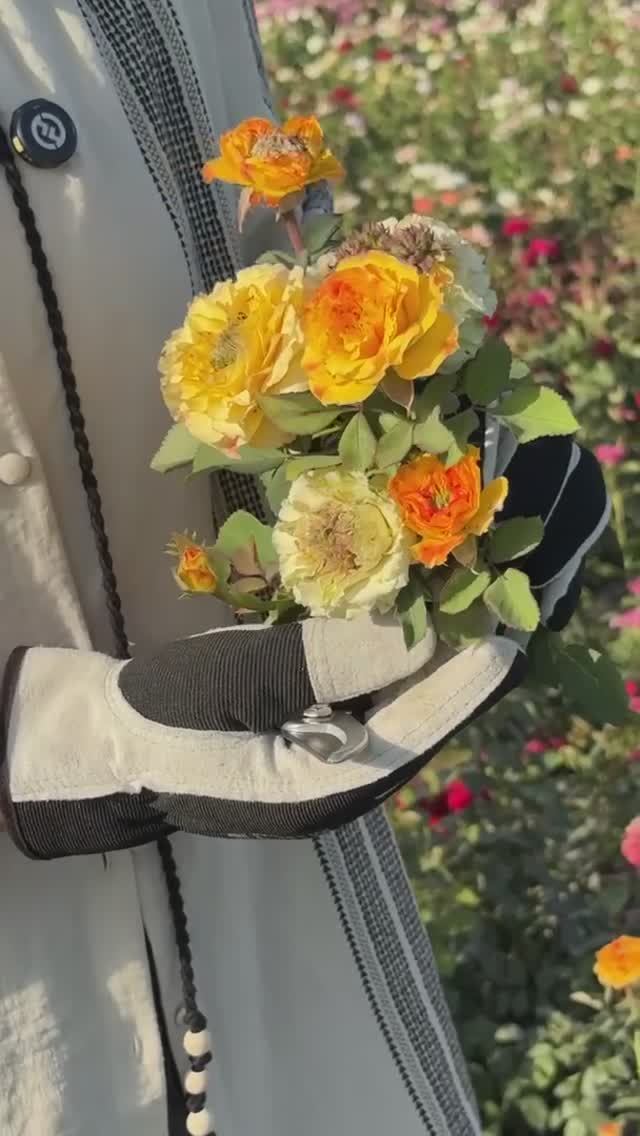 РЕДКИЙ СОРТОТИП РОЗЫ ЗЕЛЕНЫЙ ОСТРОВ САМОА смотреть онлайн