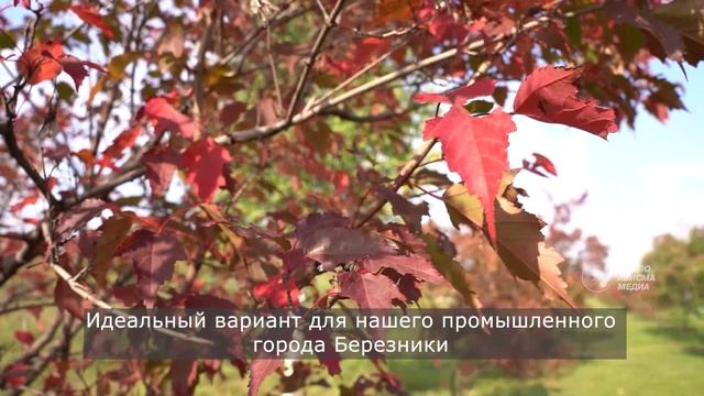 Аллея почётных металлургов продолжает расти смотреть онлайн