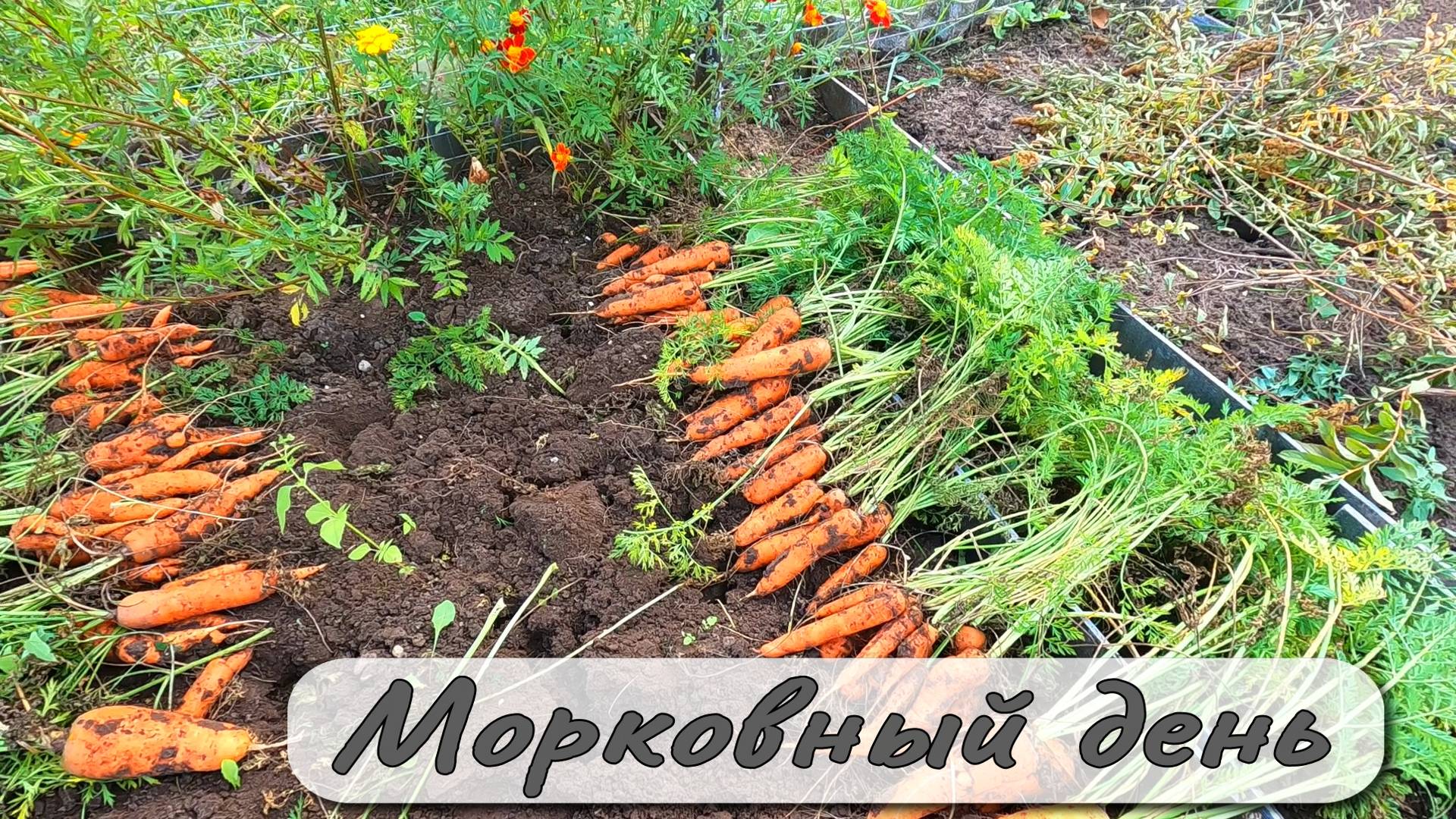 МОРКОВНЫЙ ДЕНЬ смотреть онлайн