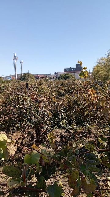 В Анапе нашёл заброшенный виноградник #rutube #видео