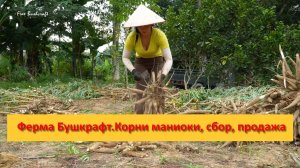 Ферма Бушкрафт в Пханге. Вьетнам.  Корни маниоки, сбор, продажа