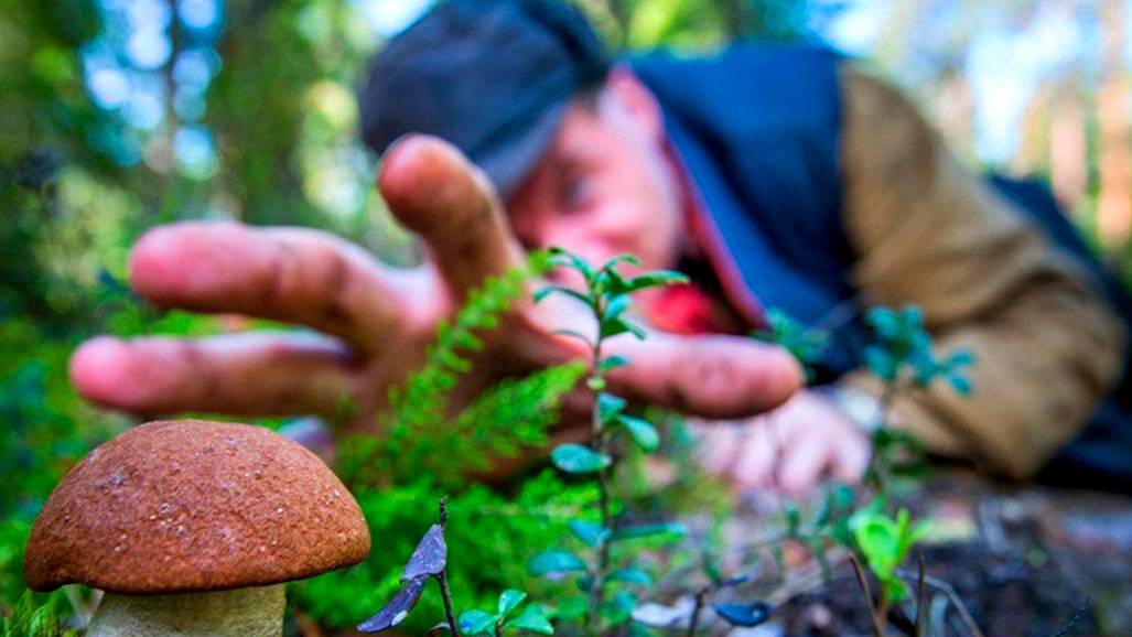 ПРО ДЕНЬ ГРИБНИКА