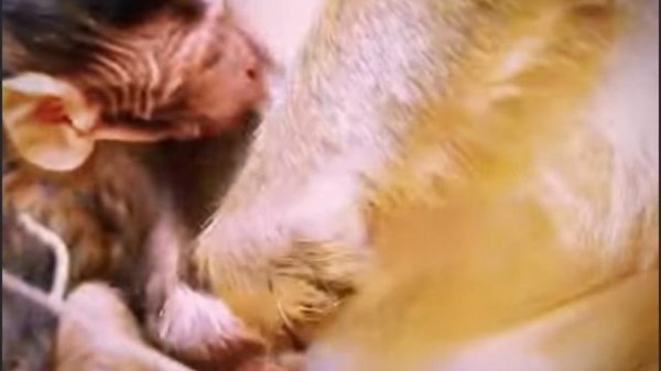 В дикой природе макака кормит своего детёныша с ...  000035808.mp4