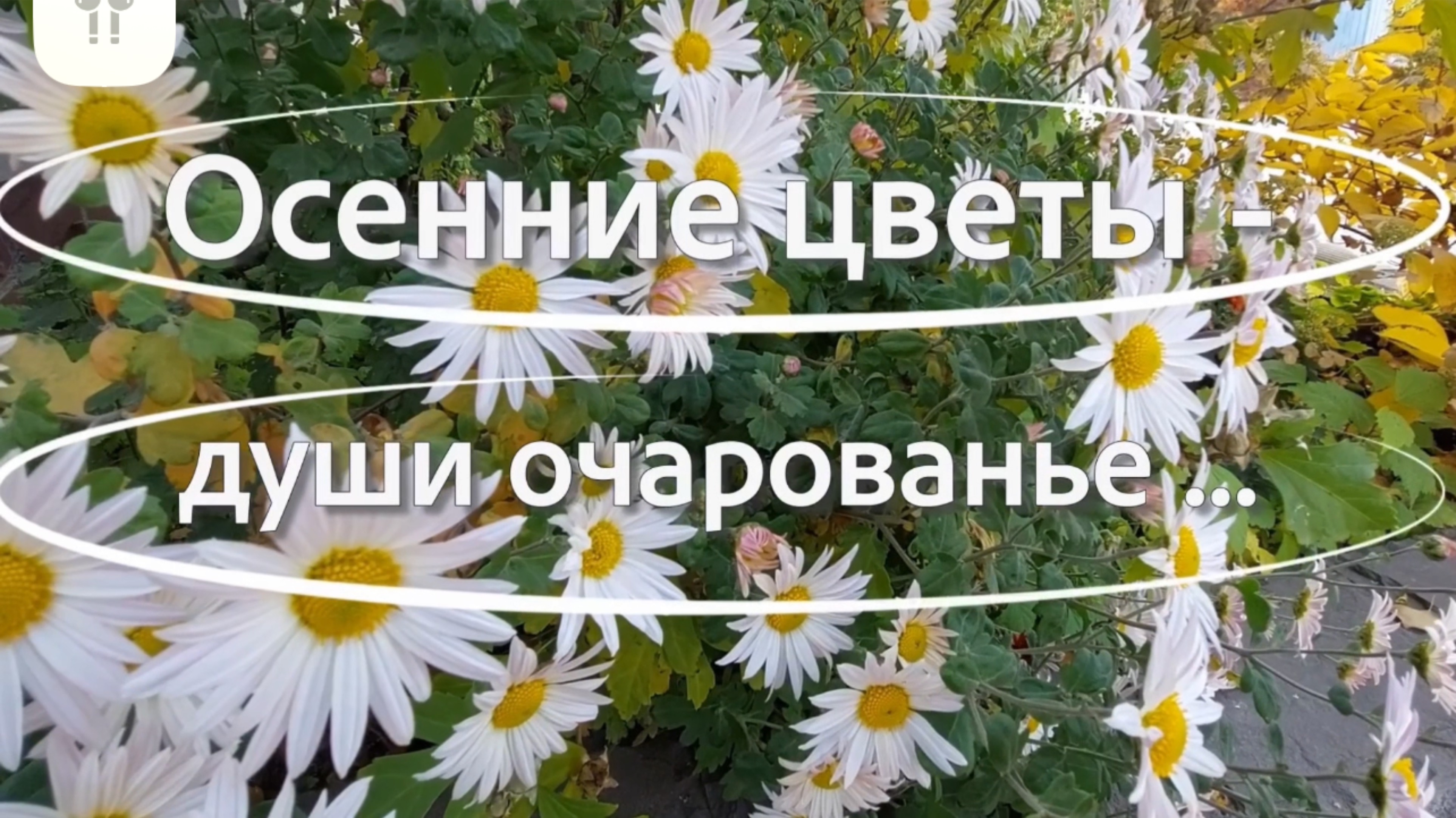 Осенние цветы - души очарованье