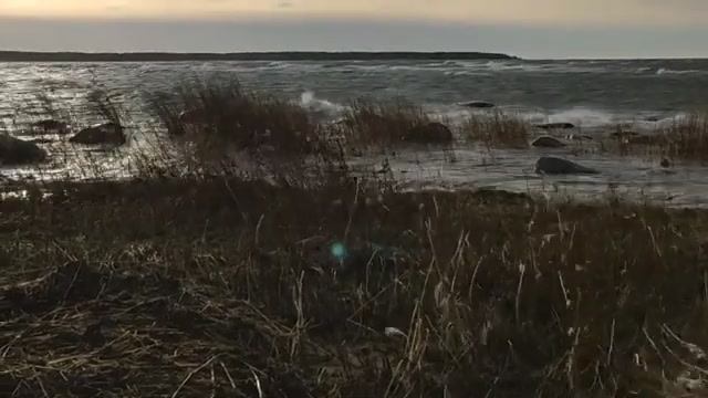 ДУХ - ОРБ в камышах на берегу Финского залива / Случайные кадры смотреть онлайн