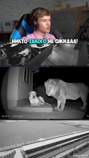 Что Сейчас ПРОИЗОШЛО?! 🐶🦁😱 #shorts #шортс #интересно #животные #прикол #смешно #шок #прикол #lisf