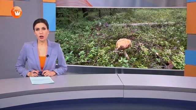 Программа «Город. Новости по-выборгски» от 1 октября 2025 года смотреть онлайн