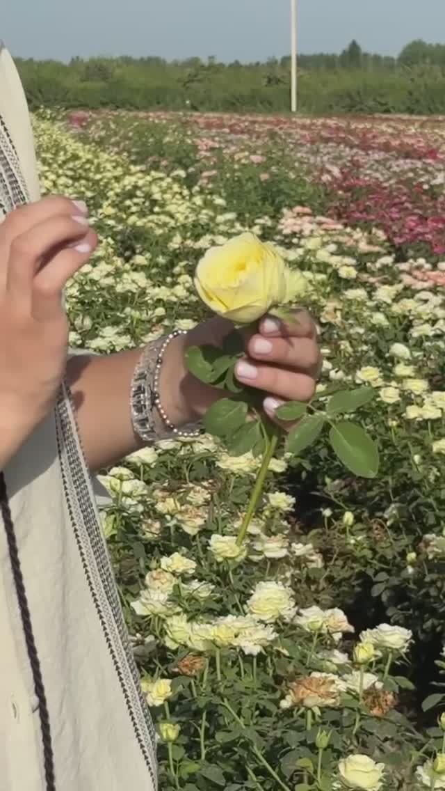 РОЗА «ЗЕЛЕНЫЙ ЧАЙ» смотреть онлайн