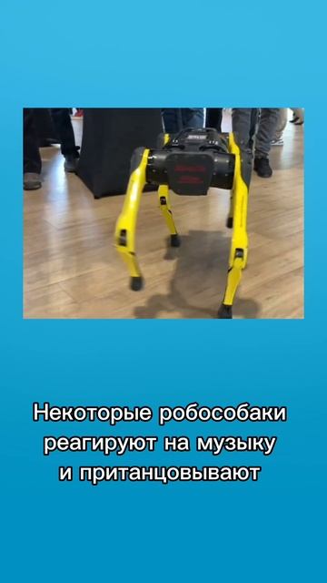 А вы бы хотели себе такого питомца? смотреть онлайн