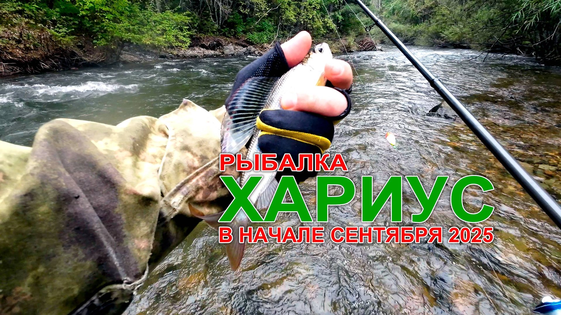 Рыбалка на хариуса в начале сентября 2025. На горной реке Приморского края. #горнаярыбалка #хариус смотреть онлайн