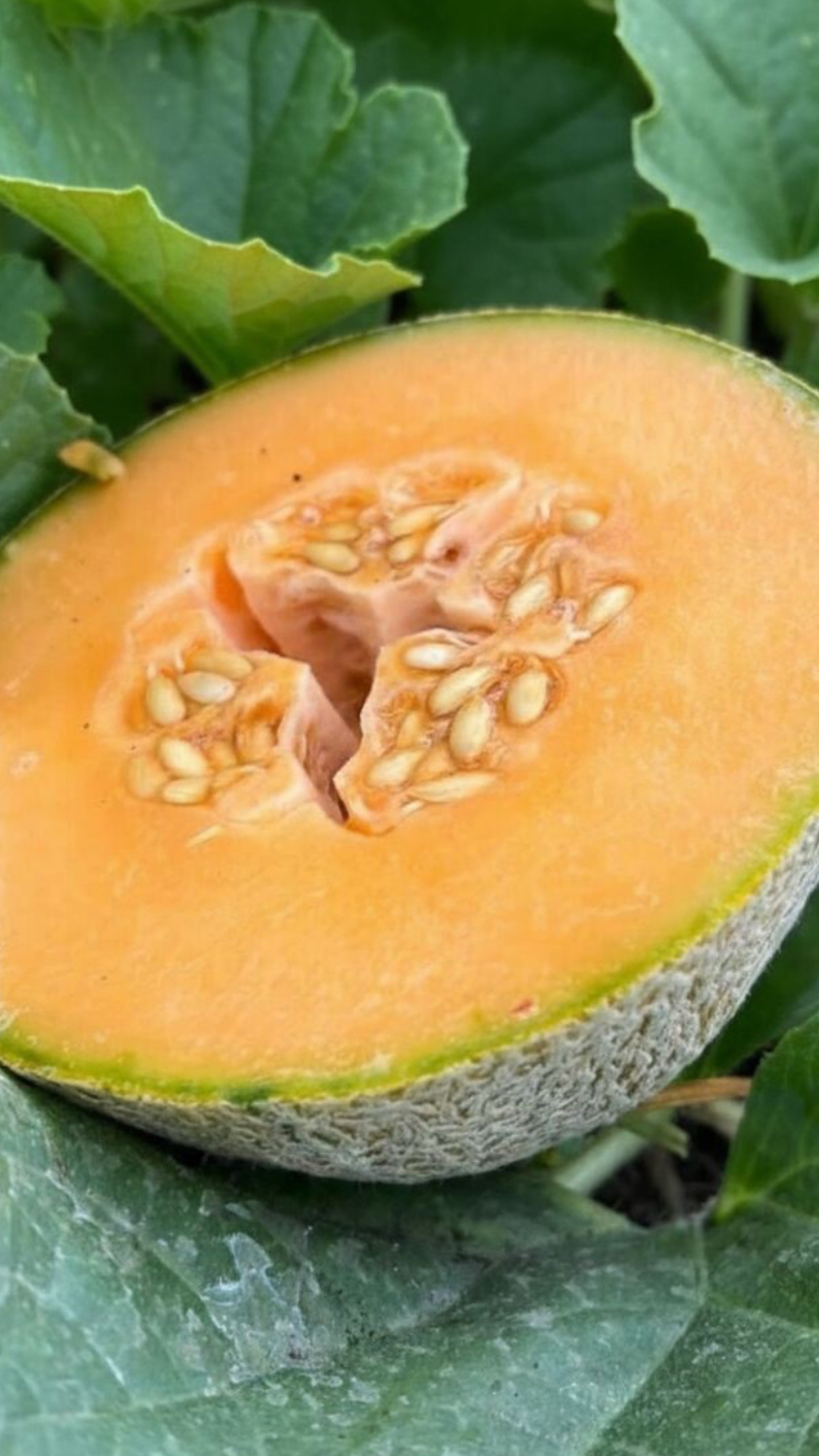 КАК ПОНЯТЬ ЧТО ДЫНЯ СОЗРЕЛА смотреть онлайн