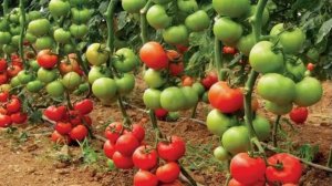 Высокорослые сорта томатов отличающиеся высокой урожайностью