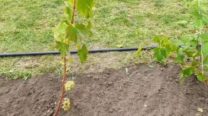 Белые технические сорта винограда: Лакхеди мезеш, Ледяной, Буковинка, Чертежи фюсереш. Воронеж.