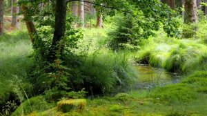 Успокаивающие естественные звуки чистой природы 🌿Зеленый лес и стрекозы