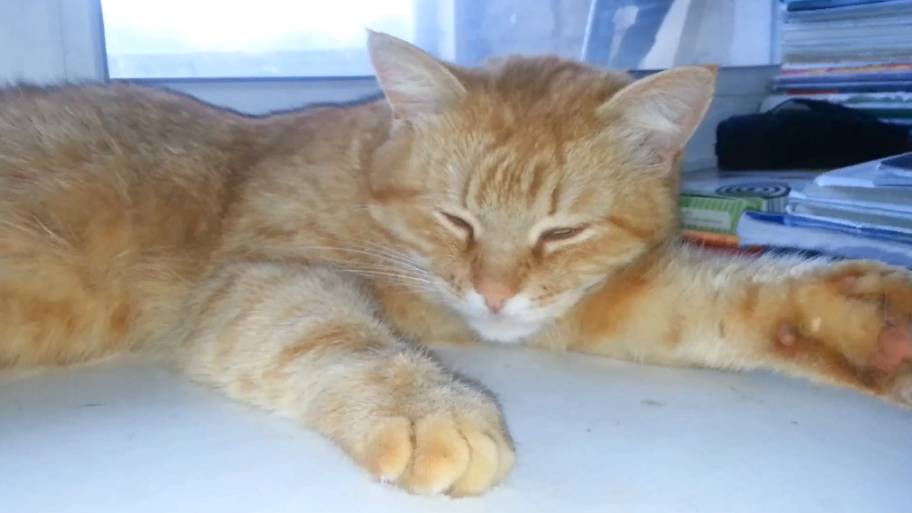 Мишка ласковый. Часть 3 смотреть онлайн