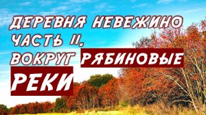 Деревья рябины. Красные гроздья сладкой и горькой рябины. Леса дикой рябины вокруг Невежино.