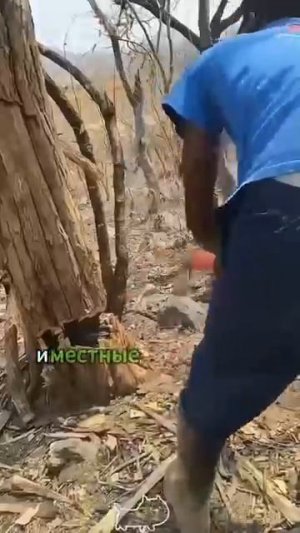 Черное дерево. Краткая история.