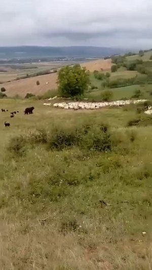 Мишка пришел кушать 🐻😱